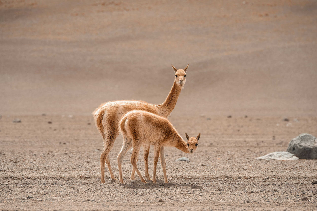 Alpaga, lama, vigogne, guanaco : comment distinguer les quatre camélidés des Andes
