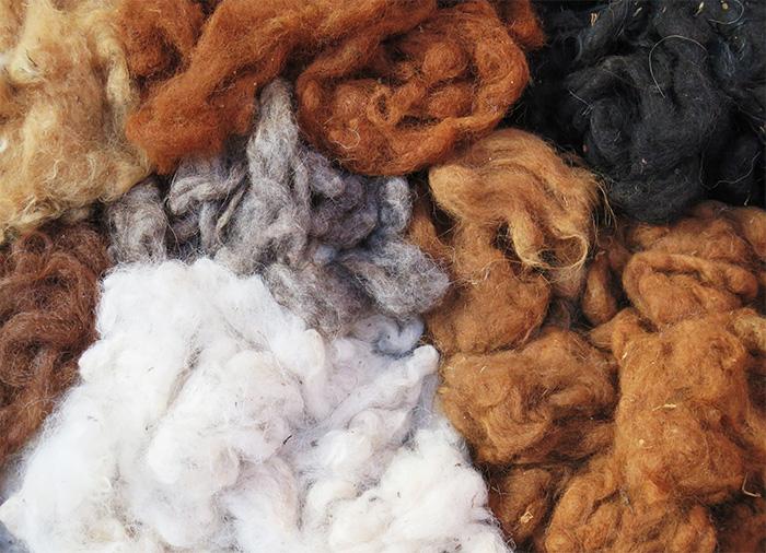 Toison ou laine brute d'alpaga